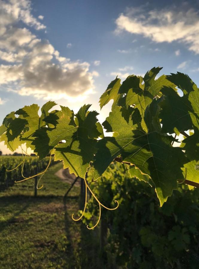 L'Oree Des Vignes Saint-Émilion Esterno foto